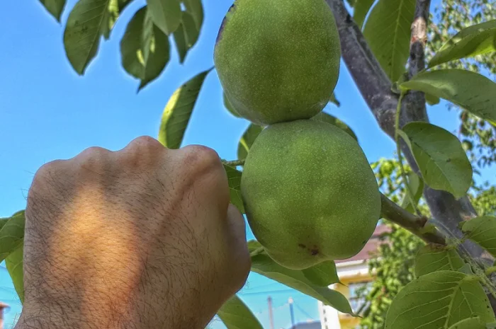 Привиті саджанеці волоського горіху сорт ІНТР- фото № 1