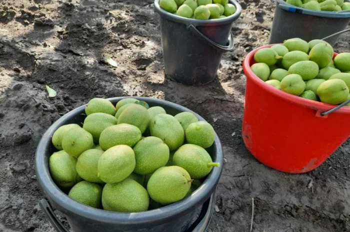 Привиті саджанеці волоського горіху сорт ІНТР- фото № 10