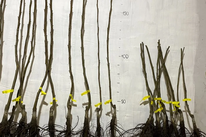 Привиті саджанеці волоського горіху сорт ІНТР- фото № 11