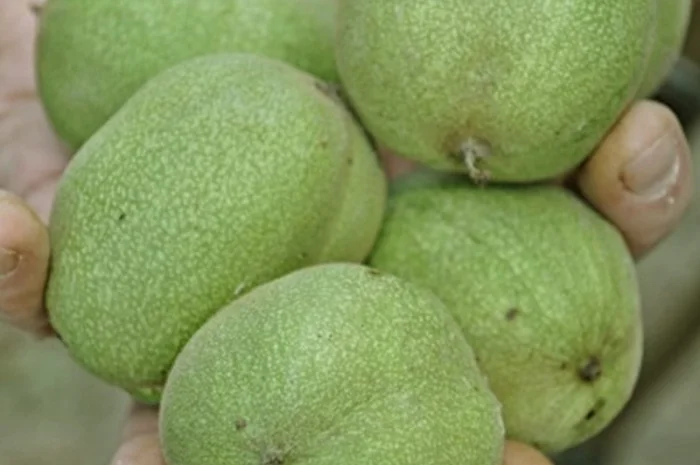 Привиті саджанеці волоського горіху сорт ІНТР- фото № 2