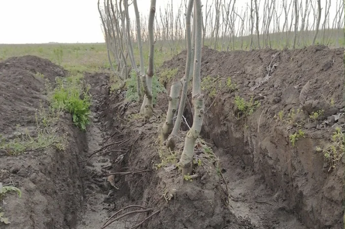 Привиті саджанеці волоського горіху сорт ІНТР- фото № 3