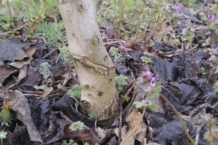 Привиті саджанеці волоського горіху сорт ІНТР- фото № 4