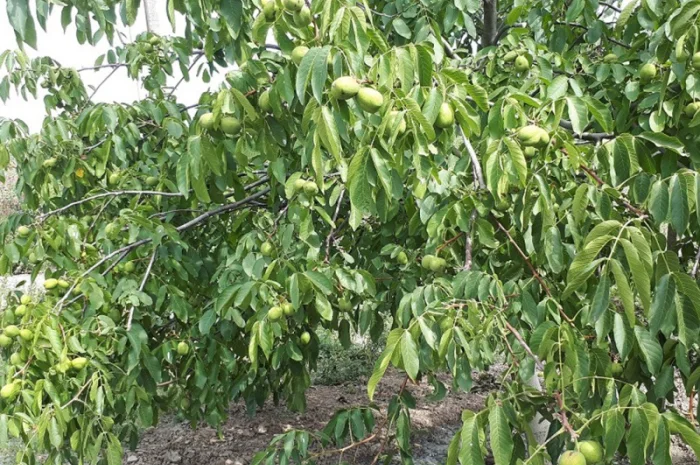 Привиті саджанеці волоського горіху сорт ІНТР- фото № 5