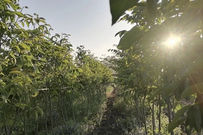 Привиті саджанеці волоського горіху сорт ІНТР- фото № 6