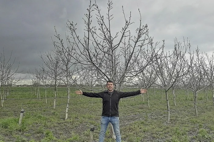 Привиті саджанеці волоського горіху сорт ІНТР- фото № 7