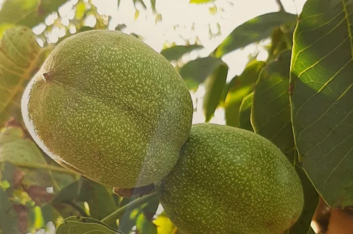 Привиті саджанеці волоського горіху сорт ІНТР- фото № 8