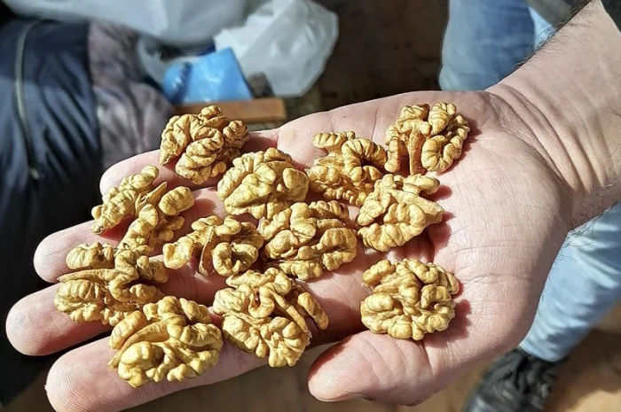 Привиті саджанеці волоського горіху сорт ІНТР- фото № 9