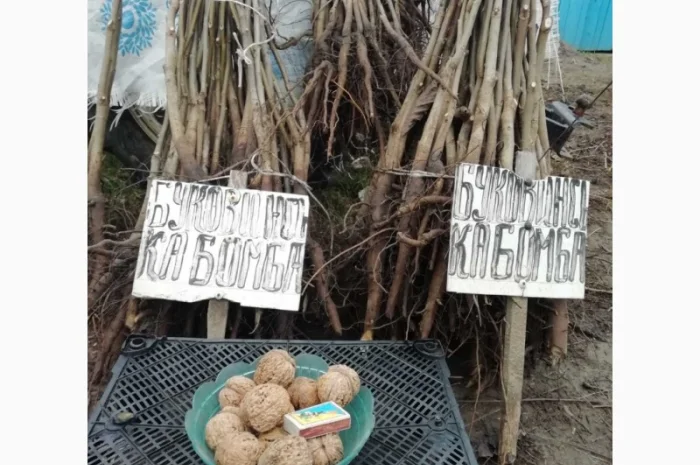 Продам саджанцы грецкого ореха- фото № 7