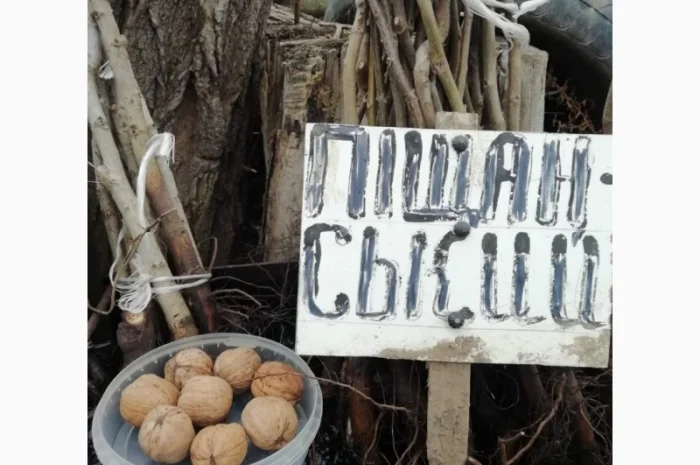 Продам саджанцы грецкого ореха- фото № 8