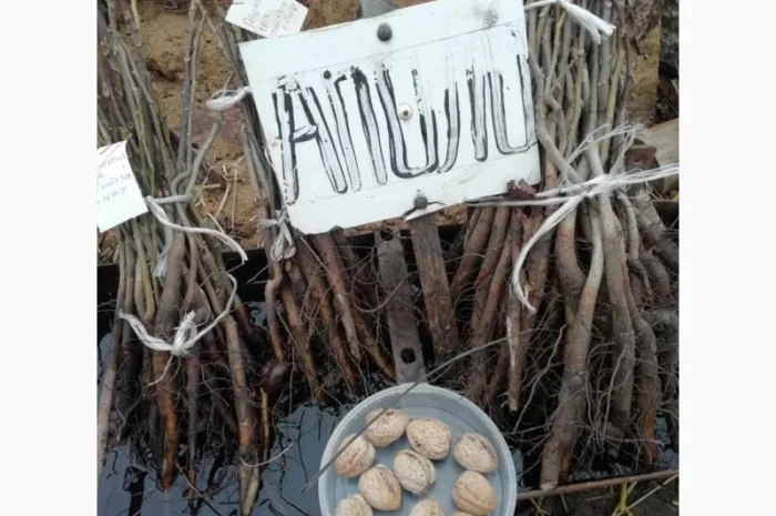 Продам саджанцы грецкого ореха- фото № 9