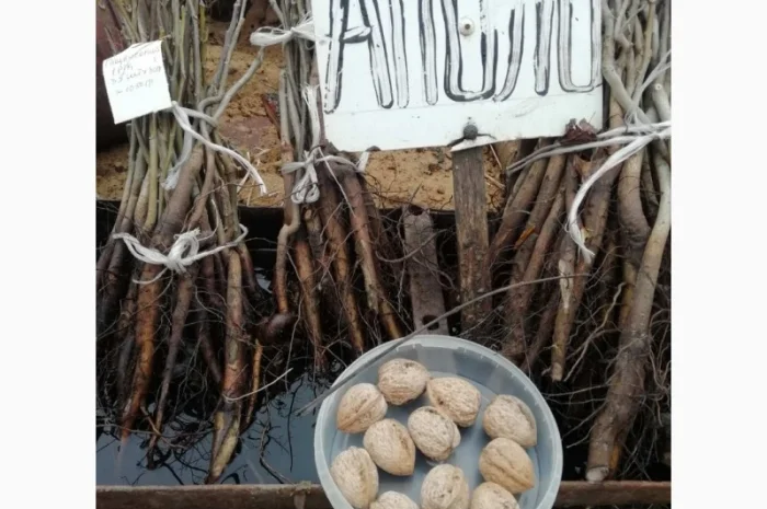 Продаются саженцы грецкого ореха- фото № 2