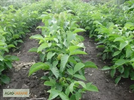 Продам саджанцы грецкого ореха- фото № 3