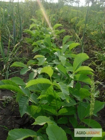 Продам саджанцы грецкого ореха- фото № 4