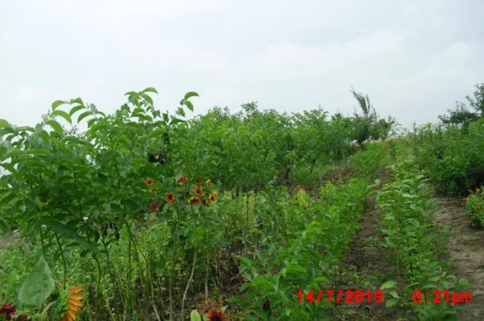 Продам саджанцы грецкого ореха- фото № 5