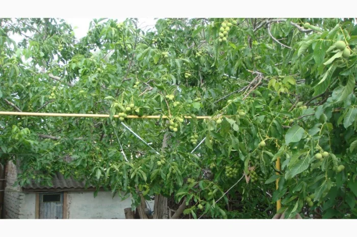 Скороплодный Морозостойкий орех- фото № 3