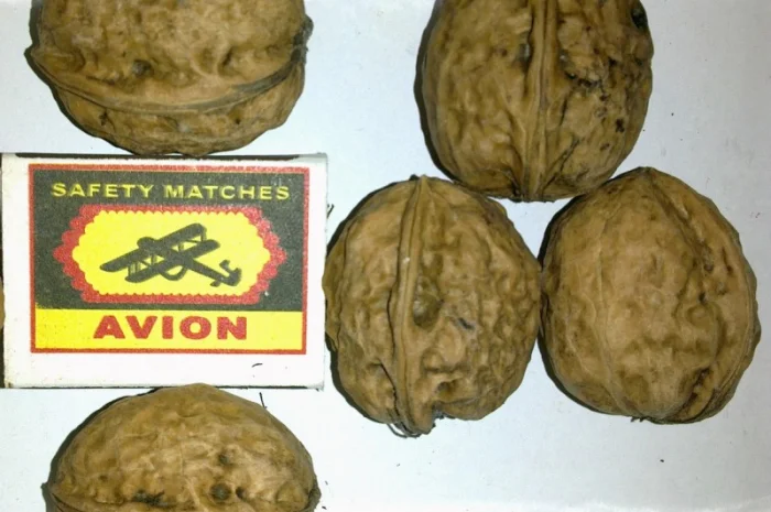 Скороплодный Морозостойкий орех- фото № 4