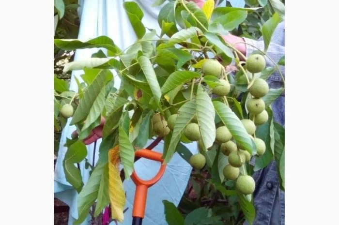 Скороплодный Морозостойкий орех- фото № 5