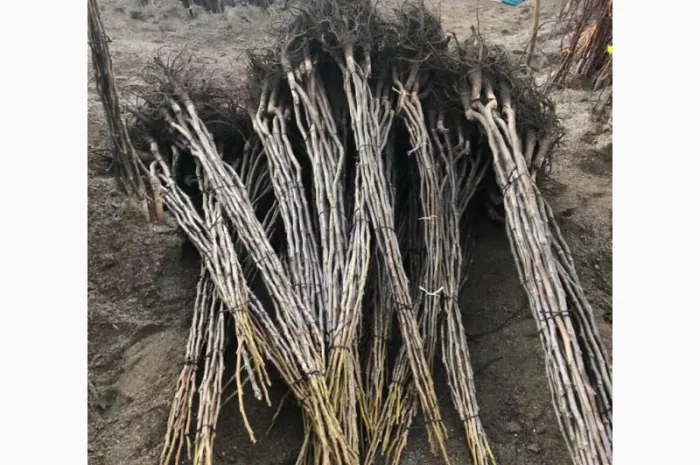 Продам орех идеал кочерженко идеал 3 летние 70гр, Саженцы Продажи осень 2021- фото № 2