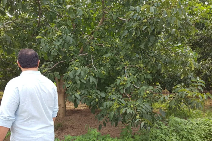 Продам орех идеал кочерженко идеал 3 летние 70гр, Саженцы Продажи осень 2021- фото № 1