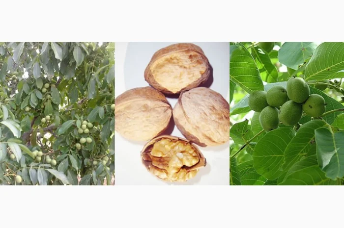 Саженцы Грецкого Ореха Fernor, Pedro, Franquette, Fernette, Шебин, Биледжик- фото № 1