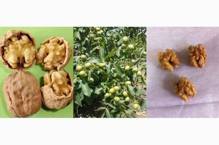 Саженцы Грецкого Ореха Fernor, Pedro, Franquette, Fernette, Шебин, Биледжик- фото № 2