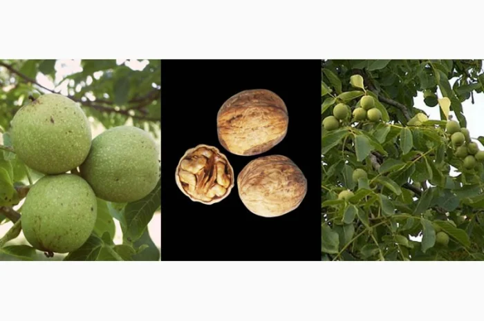 Саженцы Грецкого Ореха Fernor, Pedro, Franquette, Fernette, Шебин, Биледжик- фото № 3