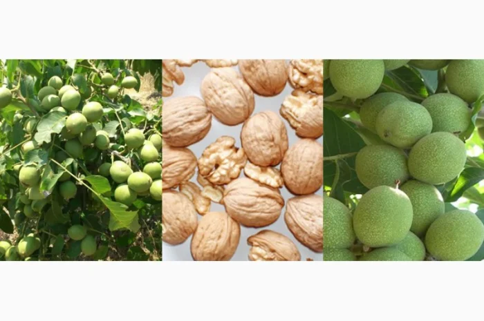 Саженцы Грецкого Ореха Fernor, Pedro, Franquette, Fernette, Шебин, Биледжик- фото № 4