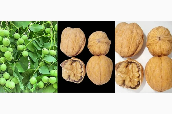 Саженцы Грецкого Ореха Fernor, Pedro, Franquette, Fernette, Шебин, Биледжик- фото № 5