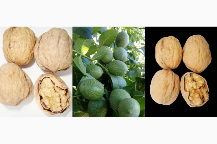 Саженцы Грецкого Ореха Fernor, Pedro, Franquette, Fernette, Шебин, Биледжик- фото № 6