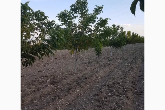 Саженцы Грецкого Ореха Fernette- фото № 1