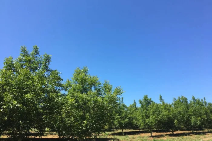 Саженцы Грецкого Ореха Fernette- фото № 2