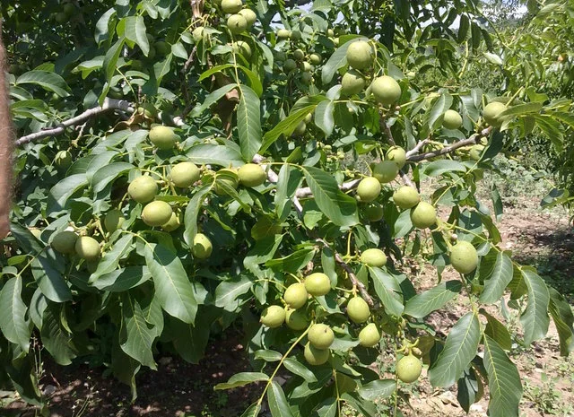 Продам Грецкий орех Кочерженко, Идеал, Великан трехлетние, Настоящий сотр- фото № 1