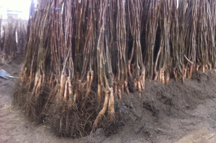 Продам Грецкий орех Кочерженко, Идеал, Великан трехлетние, Настоящий сотр- фото № 2