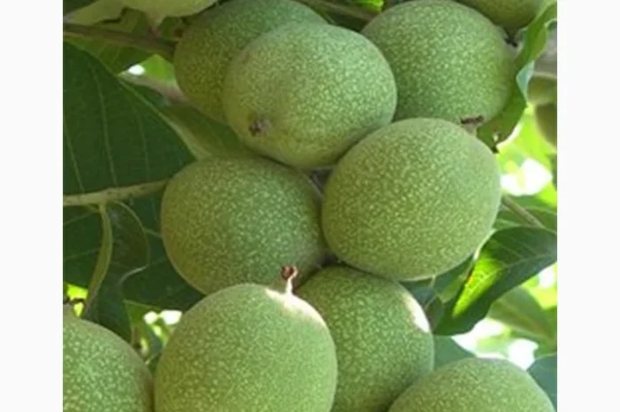 Продам Грецкий орех Кочерженко, Идеал, Великан трехлетние, Настоящий сотр- фото № 4