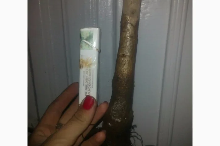 Продам саженцы грецкого ореха Идеал, ВНИМАНИЕ сорт оригинальный- фото № 1