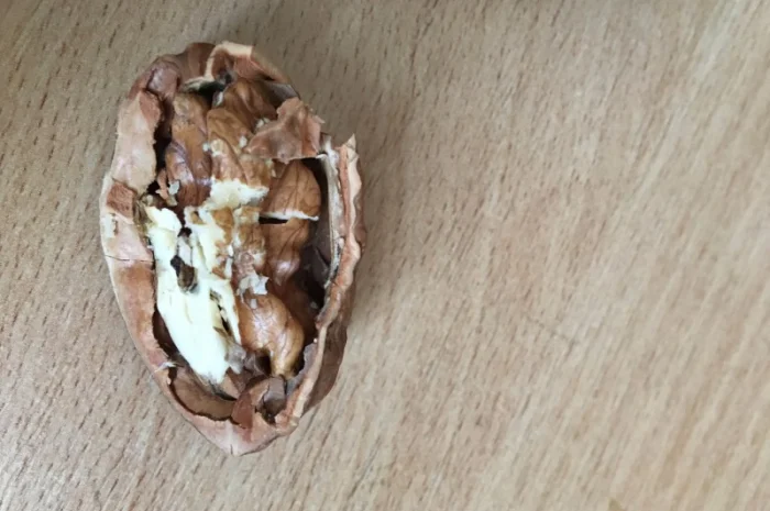 Продам саженцы грецкого ореха Идеал, ВНИМАНИЕ сорт оригинальный- фото № 2