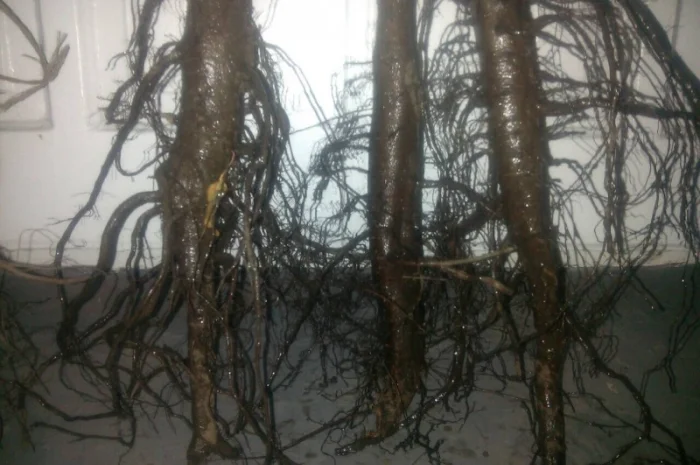 Продам саженцы грецкого ореха Идеал, ВНИМАНИЕ сорт оригинальный- фото № 4