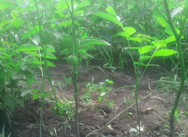 Продам саженцы грецкого ореха Идеал, ВНИМАНИЕ сорт оригинальный- фото № 5