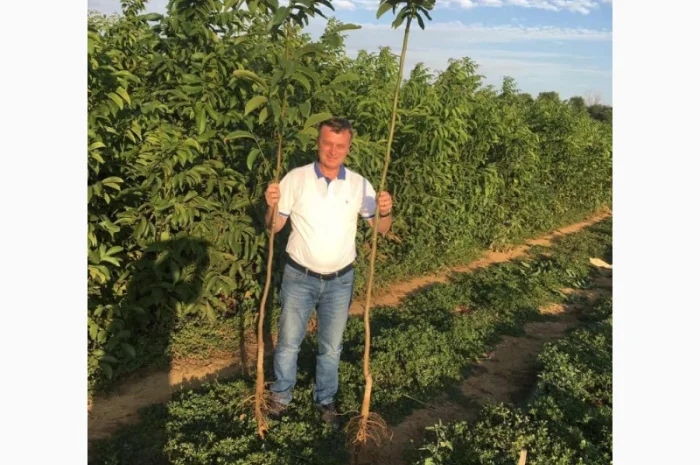 Продам саженцы грецкого ореха. Сорт Сhandler.Привитые. продажа осень 2020. Звоните- фото № 4