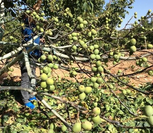 Продам саженцы грецкого ореха. Сорт Сhandler.Привитые. продажа осень 2020. Звоните- фото № 5