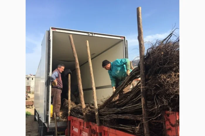 Продам саженцы грецкого ореха. Сорт Сhandler.Привитые. продажа осень 2020. Звоните- фото № 1