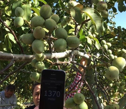 Продам саженцы грецкого ореха. Сорт Сhandler.Привитые. продажа осень 2020. Звоните- фото № 2