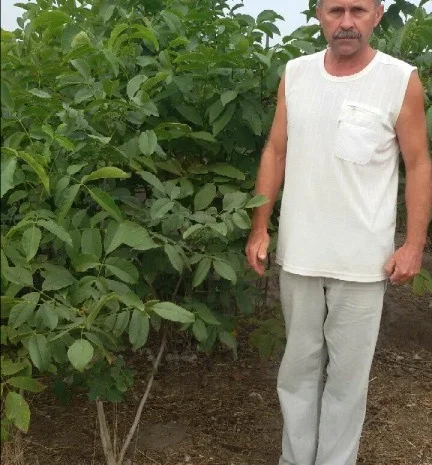 Продам саженцы 3-х летнего грецкого ореха "Идеал" 1, 7 метра - 2 метра Оригинал- фото № 1