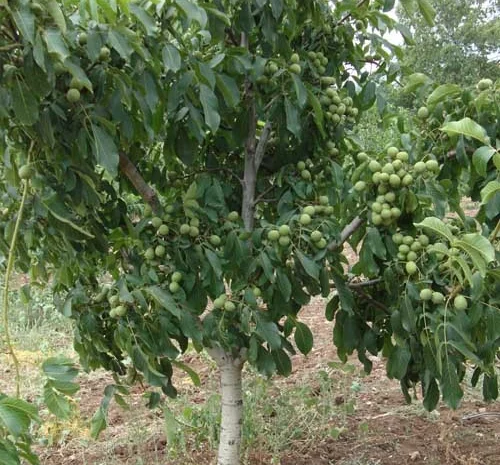 Продам саженцы 3-х летнего грецкого ореха "Идеал" 1, 7 метра - 2 метра Оригинал- фото № 2