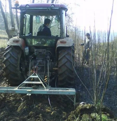 Продам саженцы 3-х летнего грецкого ореха "Идеал" 1, 7 метра - 2 метра Оригинал- фото № 3