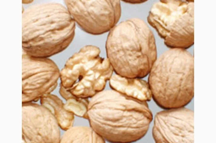 Продам саженцы 3-х летнего грецкого ореха "Идеал" 1, 7 метра - 2 метра Оригинал- фото № 4