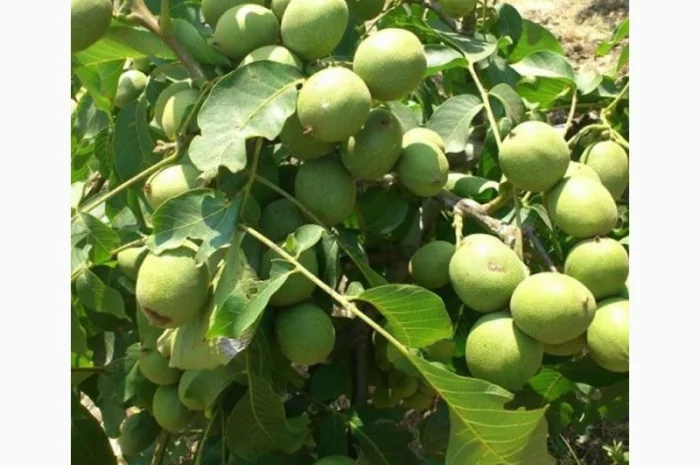 Продам саженцы 3-х летнего грецкого ореха "Идеал" 1, 7 метра - 2 метра Оригинал- фото № 5