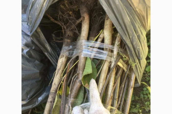 Продам саженцы грецкого ореха Великан. Один из лучших сортов 3х- летка- фото № 3