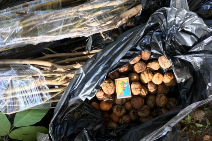 Продам саженцы грецкого ореха Великан. Один из лучших сортов 3х- летка- фото № 4