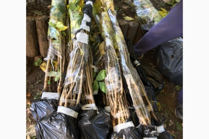 Продам саженцы грецкого ореха Великан. Один из лучших сортов 3х- летка- фото № 1